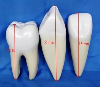Нормальная Анатомическая модель зуба Стоматологическое Медицинское Образование 3 шт. компл Бесплатная доставка